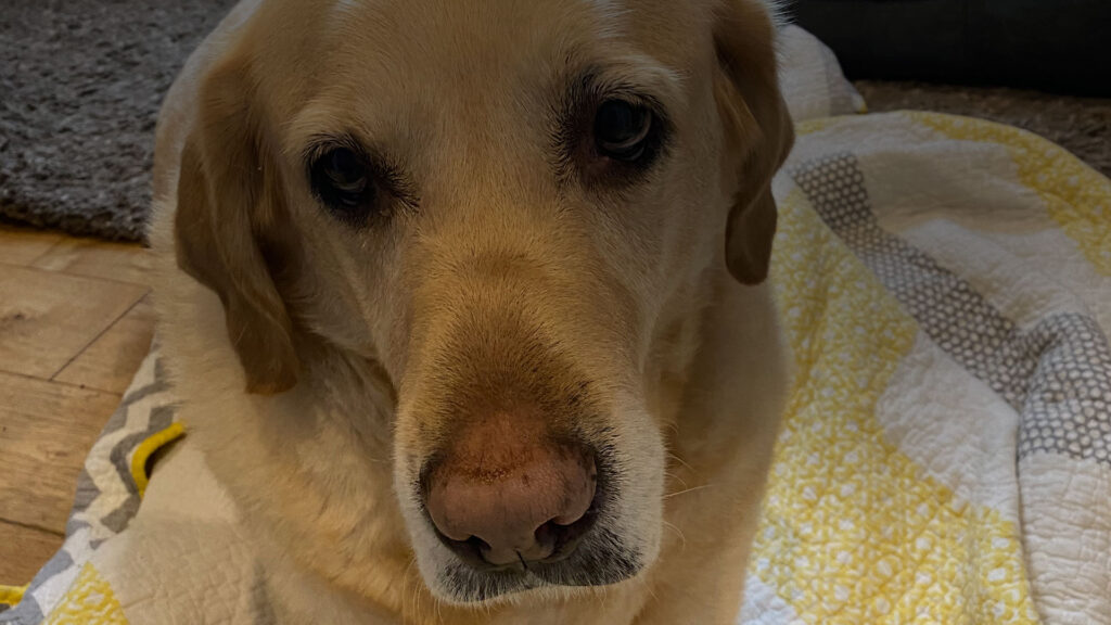 Picture of Labrador Retriever, Wilson Wadsworth