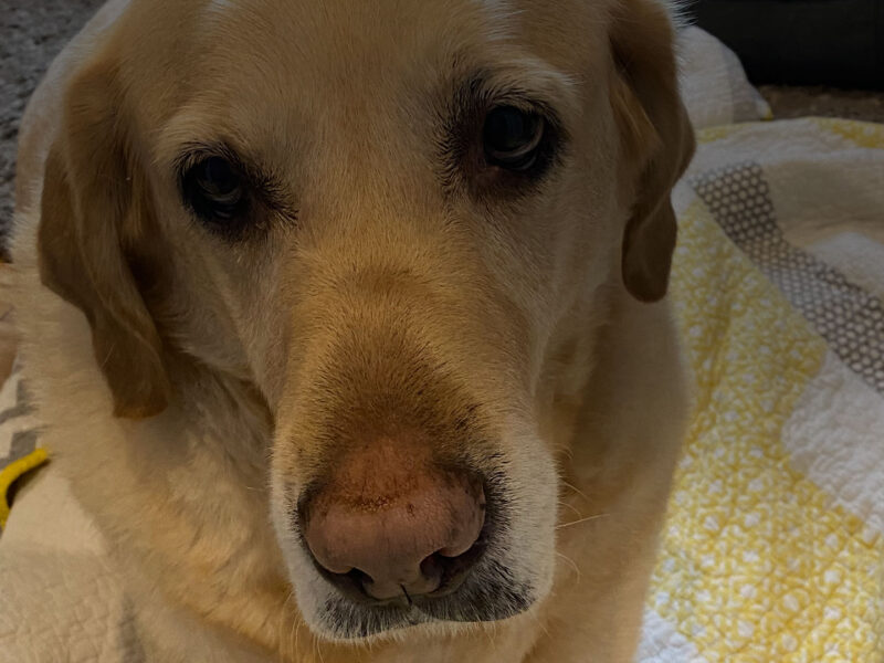 Picture of Labrador Retriever, Wilson Wadsworth